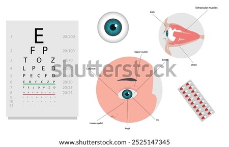 Ophthalmology oculist set vision correction eye anatomy with exam table 