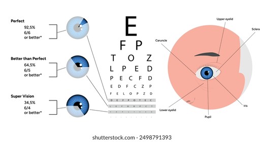 Prueba de visión oftalmológica e información estadística sobre la visión con anatomía ocular