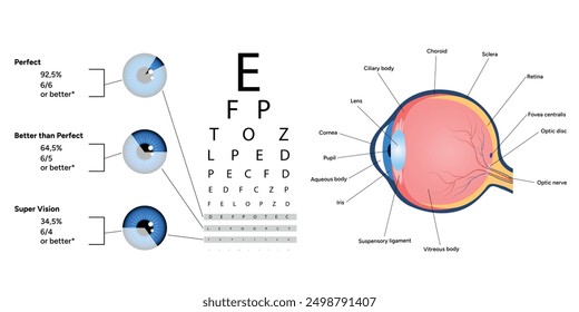 Ophthalmology vision test and statistical information about vision with eye anatomy