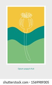opium poppy fruit in outlines vector