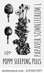 Dibujo de vectores de amapola de opio, PILAS DE DORMIR DE POBRE. Ilustración dibujada a mano. El nombre latino es PAPAVER SOMNIFERUM L.