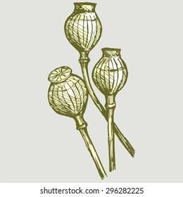 Opium poppyhead. Vector Image