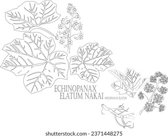 Oplopanax elatus vector contour. Echinopanax elatum Nakai outline. Set of Echinopanax elatum root, berries, flowers, leafs in Line for pharmaceuticals. Contour drawing of medicinal herbs