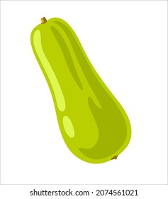Opo Squash, green bottle gourd. Lagenaria siceraria, Lagenaria vulgaris fruit. Asian vegetable. Cooking ingredient. Healthy vegetarian food. Flat vector illustration. 