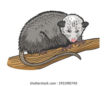 Opossum animal color sketch engraving vector illustration. T-shirt apparel print design. Scratch board imitation. Black and white hand drawn image.