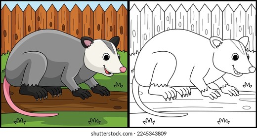 Opossum Animal Coloring Page Colored Illustration