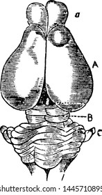 Opossum Brain, vintage engraved illustration.