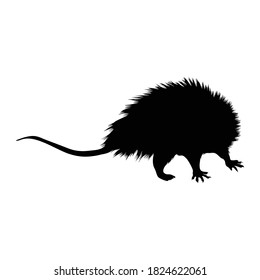 Opossum (Didelphis Virginiana) steht auf einer Front-View Silhouette gefunden in Karte von Nordamerika. Gut für gedruckte Elemente, Tierbücher und Tierinhalte geeignet