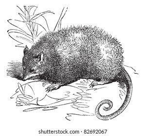 Opossum or Didelphis Virginiana, vintage engraved illustration.  Trousset encyclopedia (1886 - 1891).