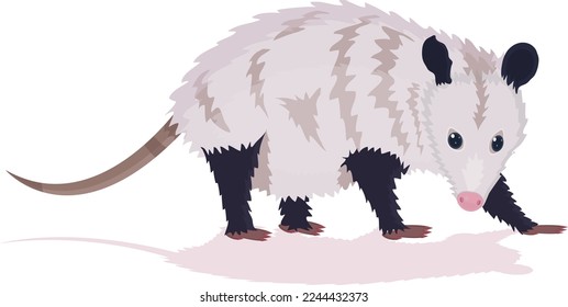 opossum flat vector illustration isolated on white background