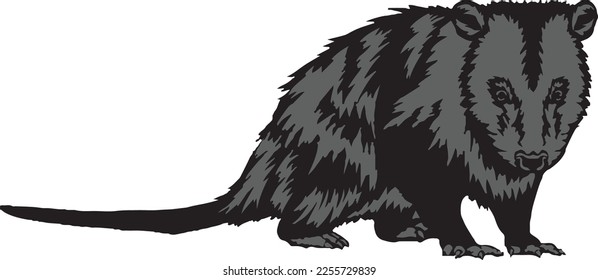 Opossum ,  Forest Animals , Opossum, , Opossum eps Files, Opossum Clipart