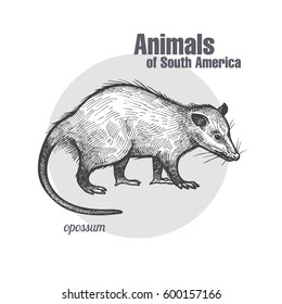 Opossum hand drawing. Animals of South America series. Vintage engraving style. Vector illustration art. Black and white. Object of nature naturalistic sketch.