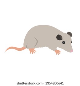 Opossum. Isolated vector illustration