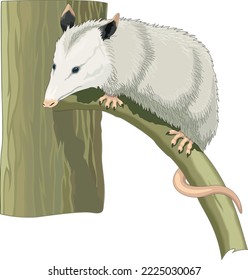 Opossum on Branch Vector Illustration