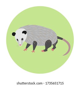 Opossum on a green background. Animals of South America.