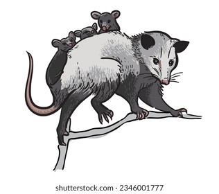 Opossum on the tree isolated illustration. Wild North American animals	