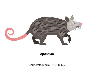 Opossum - one of the most bloodthirsty animals