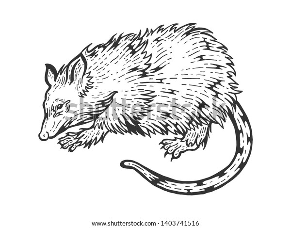 Vector De Stock Libre De Regalias Sobre Opossum Rat Animal