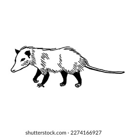 Opossum, side view. Line drawing, line art. Vector illustration.