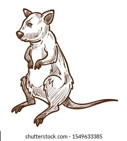 Opossum, side view. Marsupial animal with long tail, full size. Wildlife themed detailed drawing. Hand drawn sketch illustration isolated on white background.