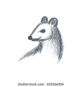 opossum sketch vector