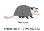 Opossum vector illustration, cartoon clipart character, animal in flat style. Wild animals, wild creatures, wildlife concept. Virginia opossum vector design isolated on white background