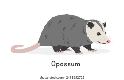 Opossum vector illustration, cartoon clipart character, animal in flat style. Wild animals, wild creatures, wildlife concept. Virginia opossum vector design isolated on white background