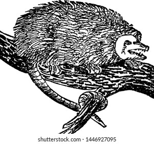 Opossum, vintage engraved illustration drawing.