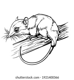 Opossums marsupial mammal. Cute brown animal sitting on a branch. Mouse, a rodent with a long tail. Coloring page for children and adults, hand drawn illustration