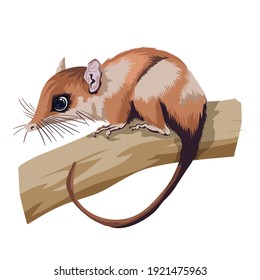 Opossums marsupial mammal. Cute brown animal sitting on a branch. Mouse, a rodent with a long tail. Isolate, vector illustration