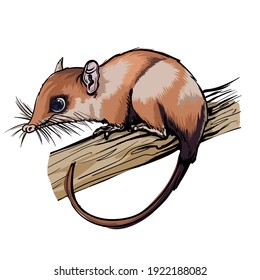 Opossums marsupial mammal. Cute brown animal sitting on a branch. Mouse, a rodent with a long tail. Isolate, full color with stroke vector illustration