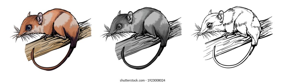 Opossums marsupial mammal. Cute brown animal sitting on a branch. Isolated in white background. Color, black and white illustration and outline for coloring. Vector illustration