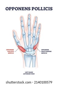 Opponens pollicis hand muscle with digiti minimi location outline diagram. Labeled educational scheme wtih arm and palm muscular and skeletal system vector illustration. Left medical anterior view.