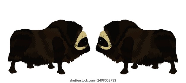 Opponents duel muskox male battle for female mating. Powerful bull Muskox vector silhouette illustration isolated on white. Musk ox beef meat organic. Powerful arctic animal symbol.