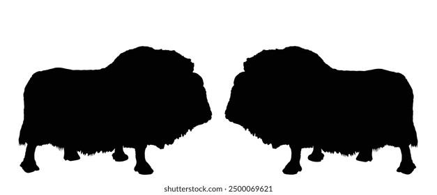 Opponents duel muskox male battle for female mating. Powerful bull Muskox vector silhouette illustration isolated on white. Musk ox shape shadow. Beef meat organic. Powerful arctic animal symbol.