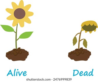 Opposite adjective antonym words alive and dead illustration of sunflower plant explanation flashcard with text label