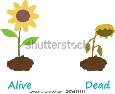 Opposite adjective antonym words alive and dead illustration of sunflower plant explanation flashcard with text label