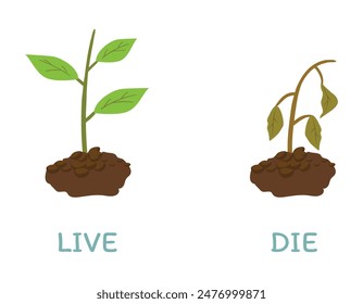 Opposite adjective antonym words live and die illustration of plant growth with explanation flashcard with text label