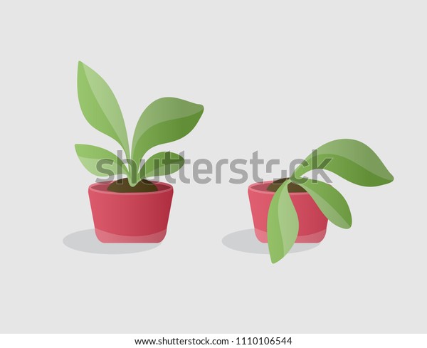 Opposite illustartion of living green plant and\
wilted plant in red pots. Isolated colorfulobjects in cartoon style\
for your design