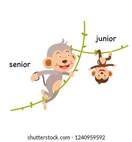 Opposite senior and junior vector illustration