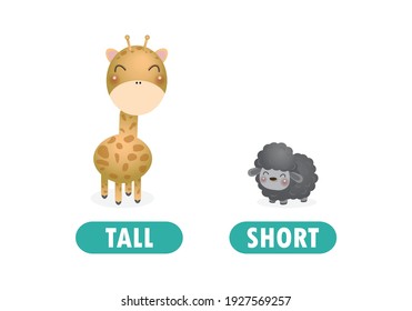 Opposite Tall And Short, Words Antonym For Children With Cartoon Characters Cute Little Sheep With Giraffe, Funny Animal Flat Vector Illustration Isolated On White Background