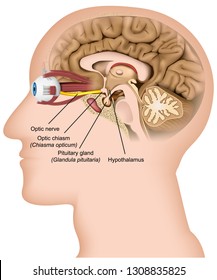 Optic nerve anatomy 3d medical vector illustration on white background