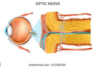 The Optic Nerve (cranial nerve II). Anatomy of the Eye
