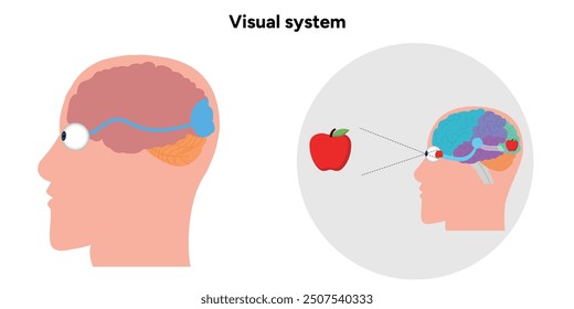 Optic Nerve eye anatomical. Medical information and infographics 