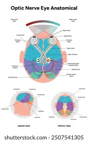 Optic Nerve eye anatomical. Visual system.  Medical information and infographics 