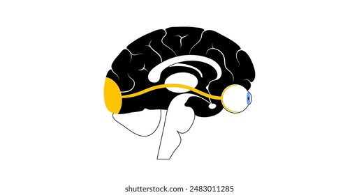 Optic nerve of the human eye anatomical poster. Sending visual messages from eye to brain. Second cranial nerve. Optic tract and chiasm. Thalamus, visual cortex and eyeballs flat vector illustration