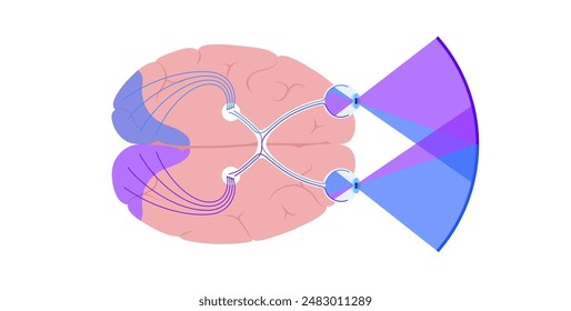 El nervio óptico del ojo humano. Enviando mensajes visuales de ojo a cerebro. Segundo nervio craneal. Tracto óptico y quiasma. Ilustración vectorial plana del tálamo, corteza visual y globos oculares