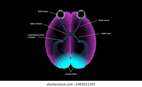 Optic nerve of the human eye anatomical poster. Sending visual messages from eye to brain. Second cranial nerve. Optic tract and chiasm. Thalamus, visual cortex and eyeballs flat vector illustration