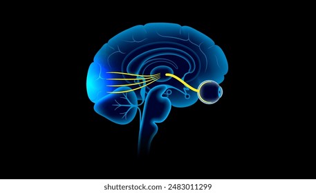 Optic nerve of the human eye anatomical poster. Sending visual messages from eye to brain. Second cranial nerve. Optic tract and chiasm. Thalamus, visual cortex and eyeballs flat vector illustration