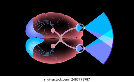 Optic nerve of the human eye anatomical poster. Sending visual messages from eye to brain. Second cranial nerve. Optic tract and chiasm. Thalamus, visual cortex and eyeballs flat vector illustration